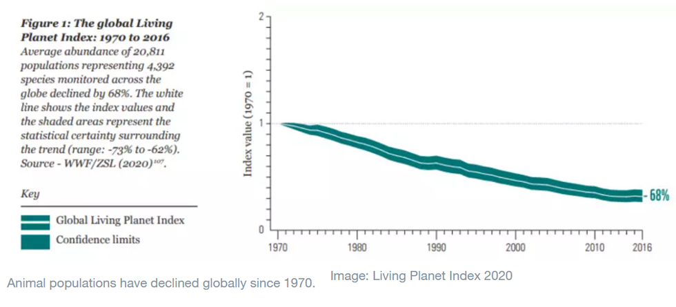 Animal populations have declined globally since 1970.
