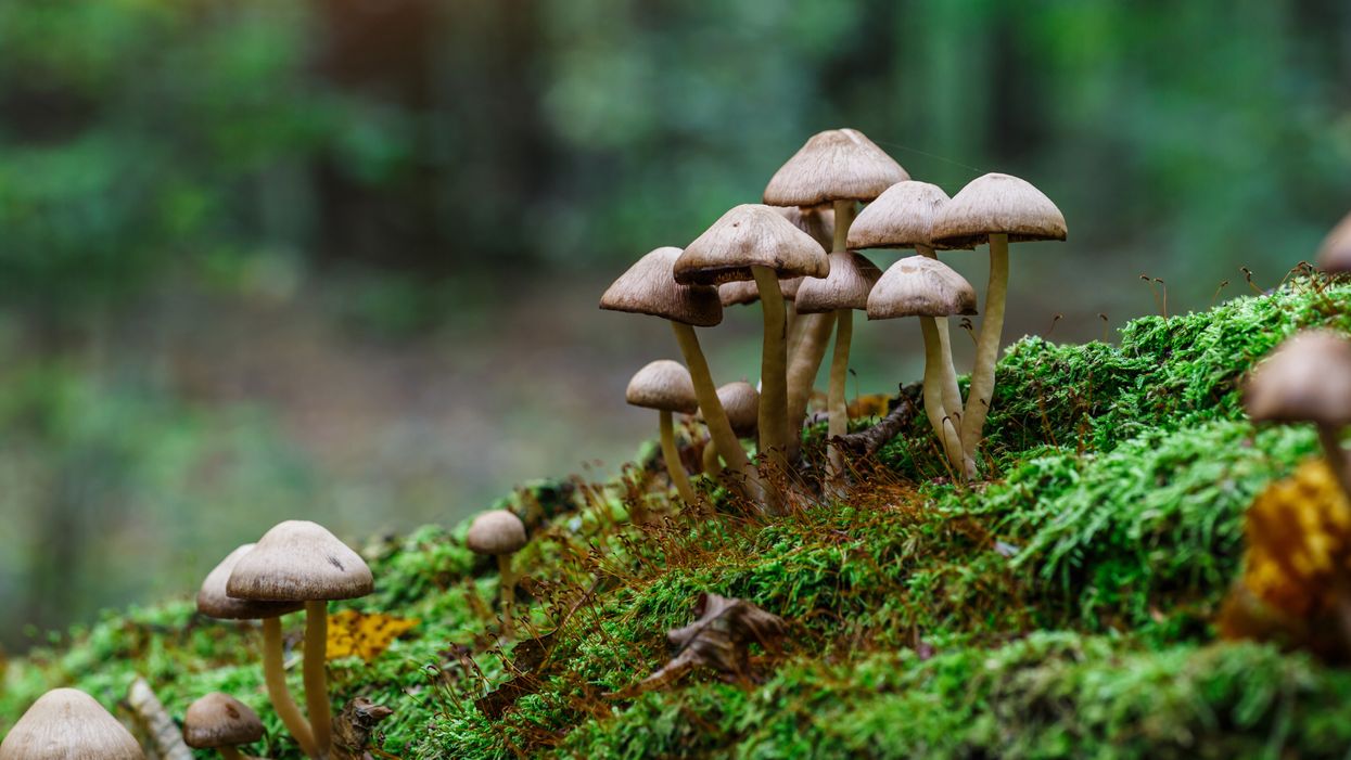 mushrooms growing on log in a forest psilocybin magic mushrooms study