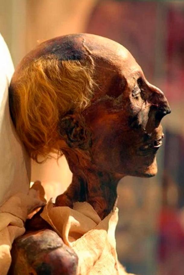 A picture in color of Ramesses II's mummy in profile.