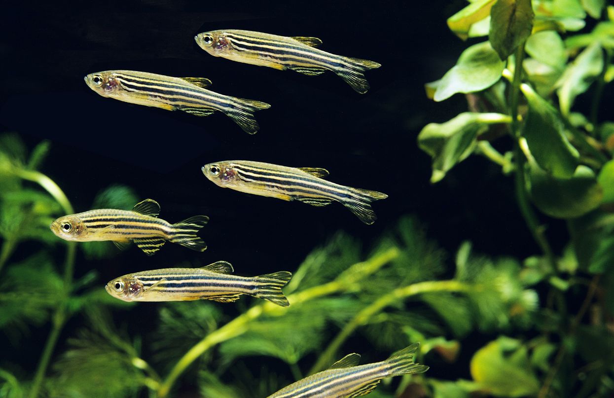 zebrafish swimming in a tank