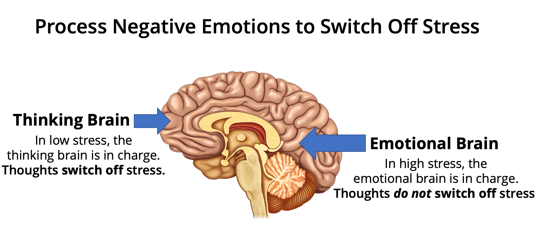Brain illustration