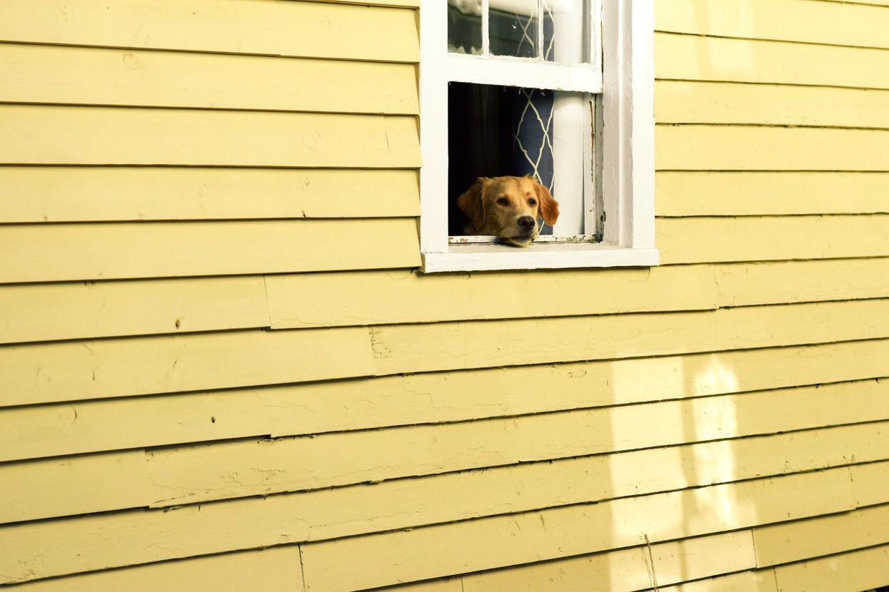 How to treat separation anxiety in pets.