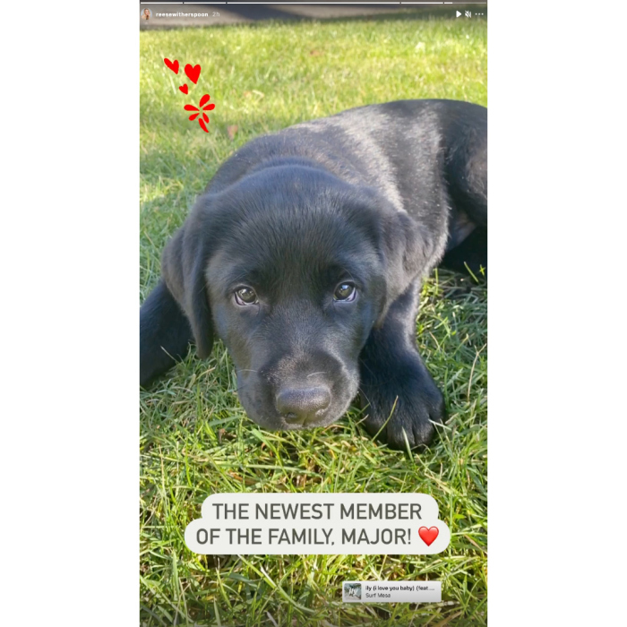Reese Witherspoon Welcomes New Labrador Puppy to Her Family 1