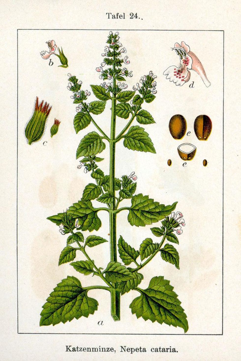 Nepeta cataria