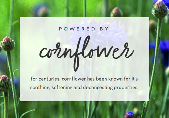 cornflower