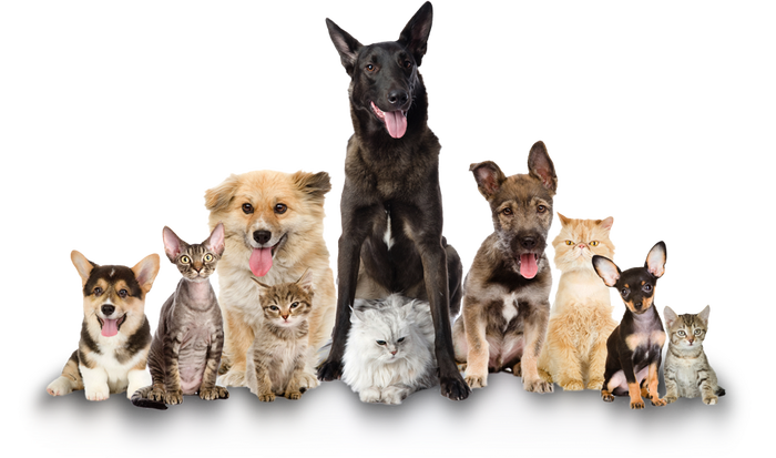 PetJoy