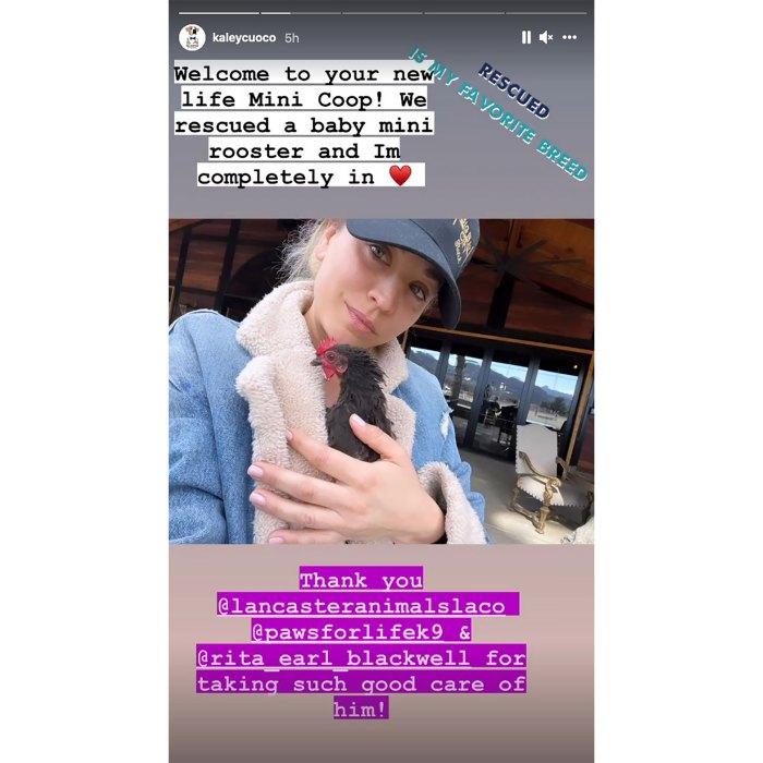 Meet Mini Coop! Kaley Cuoco Adopts Baby Rooster After Divorce