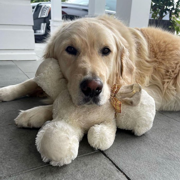 Shannon Beador Asks For Help Finding Her Missing Dog: ‘We’re Devastated