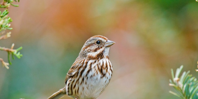 A sparrow in McLeansville, North Carolina.