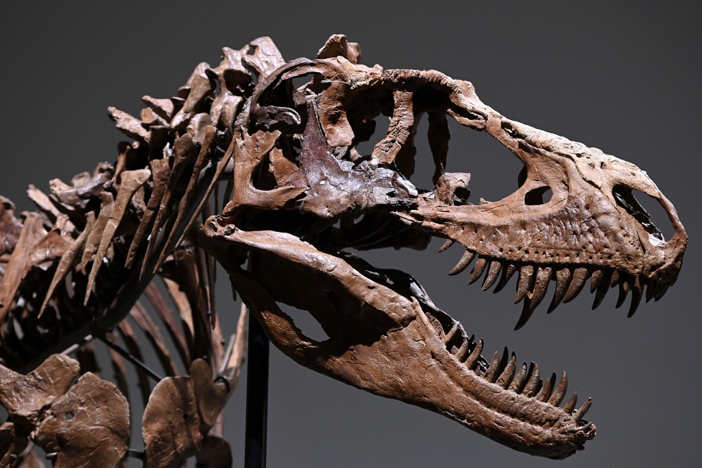 A Gorgosaurus Skeleton