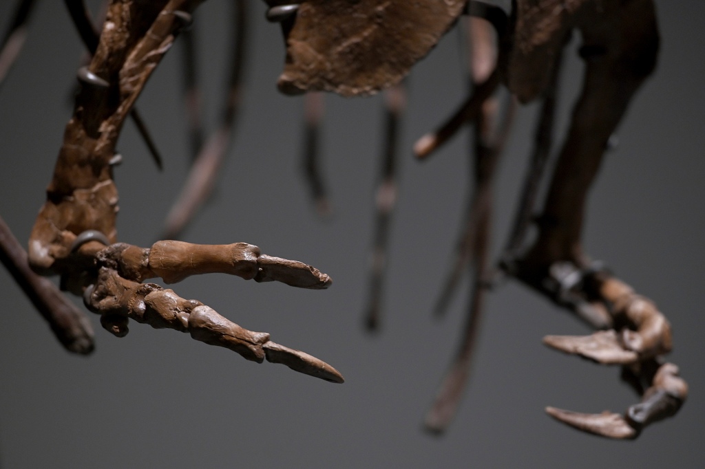 A Gorgosaurus Skeleton