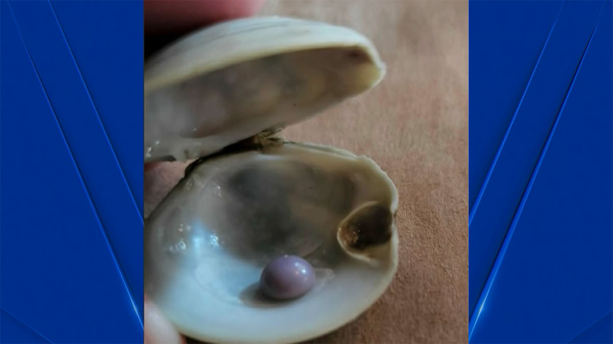 Delaware Diner Discovers Rare Purple Pearl Inside His Clam – NBC Boston