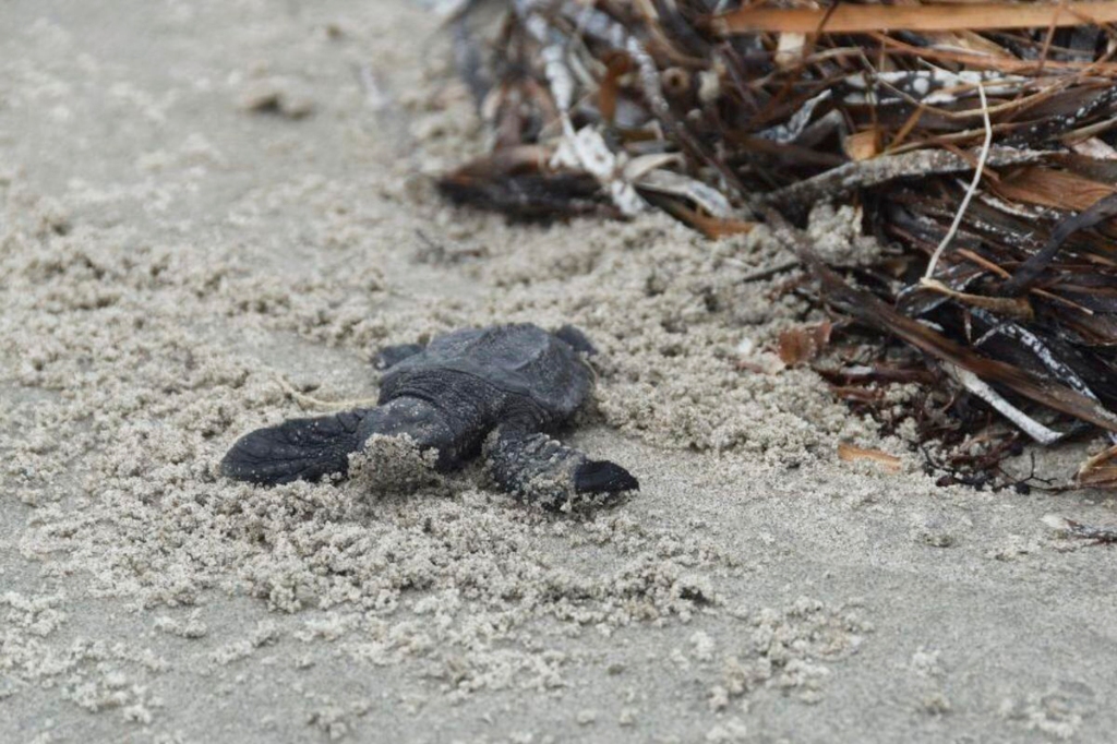 A crew surveying the Chandeleur Islands came across tracks of the endangered turtles, officials said on August 17, 2022. 