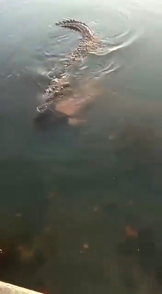 Crocodile attack in Mexico.