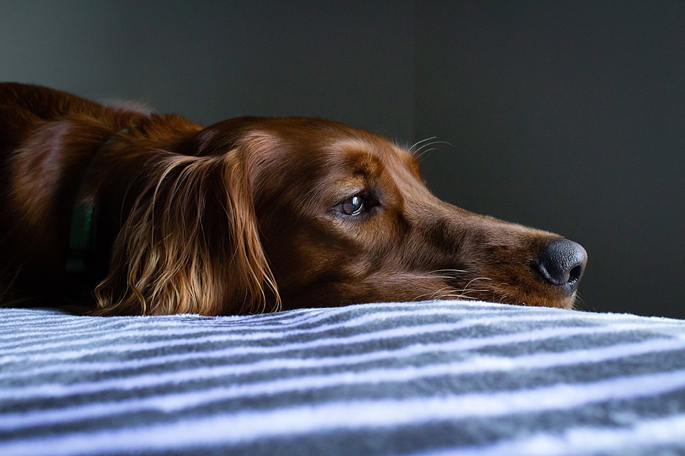 Feds Investigating a Mystery Illness Killing Midwestern Dogs
