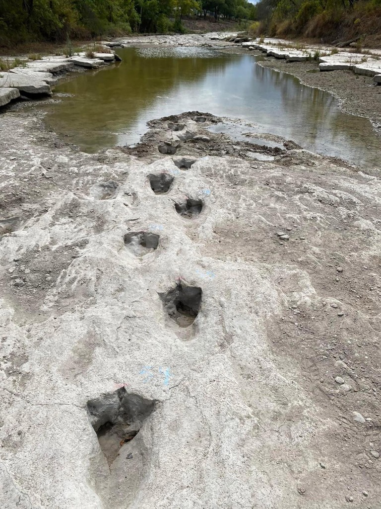 Dino tracks from around 113 million years ago have been uncovered at Dinosaur Valley State Park in Texas from a severe drought drying up a river.