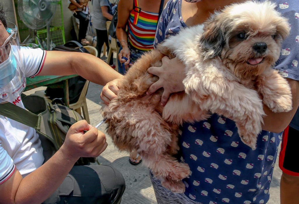 One key note about this virus is that the symptoms are similar to parvovirus.