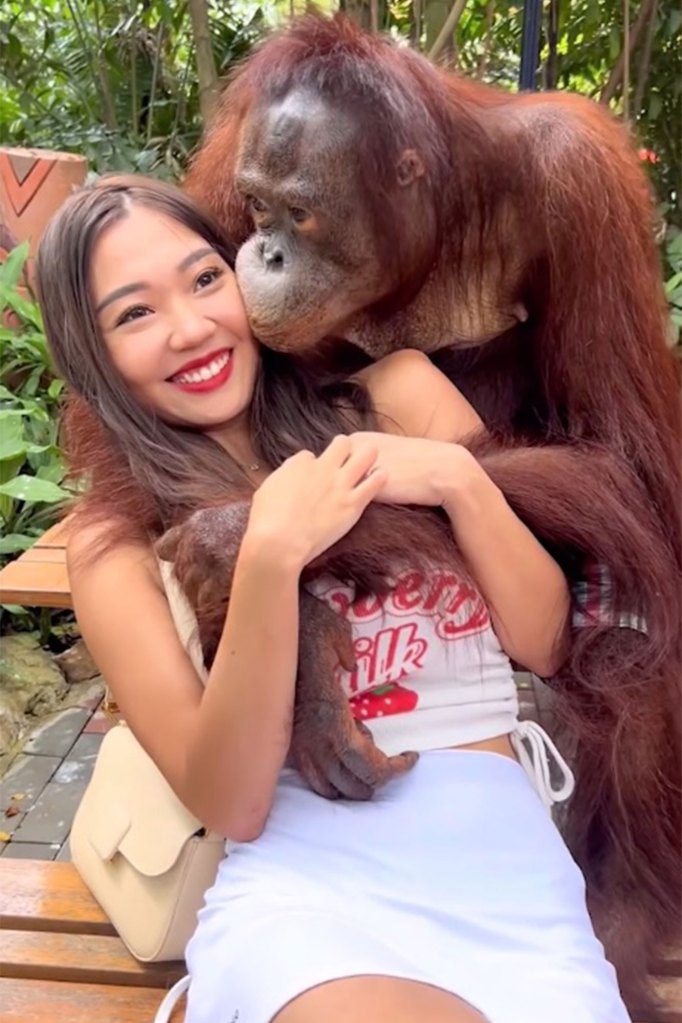 Orangutan kisses a tourist's left cheek