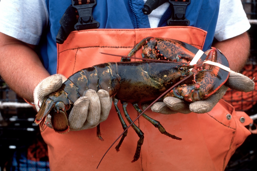 Lobster.