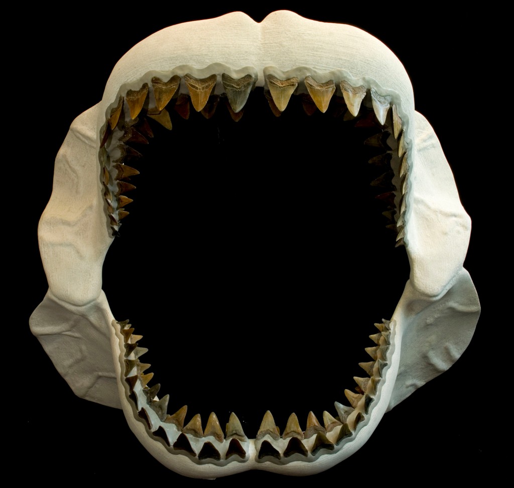 The Meg's jaw measured up to 11-feet wide.