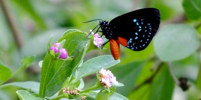 Rare butterfly rebounds in Florida after it was believed to be extinct | Fox News
