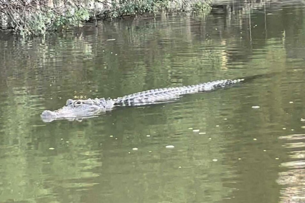 An alligator swims in the water.