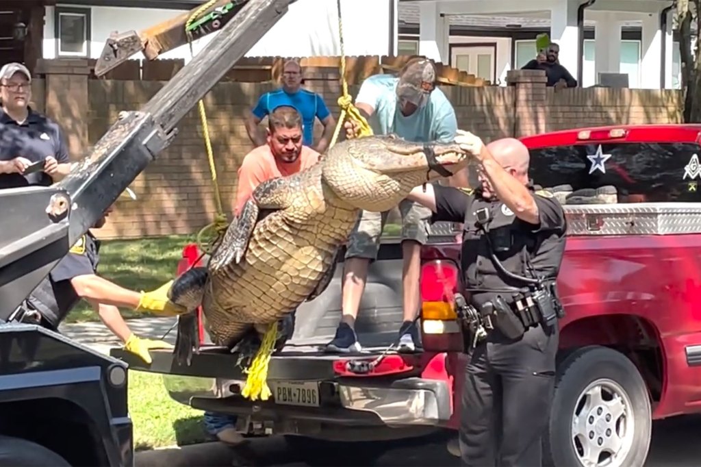 Rescuers lift the alligator into the truck.
