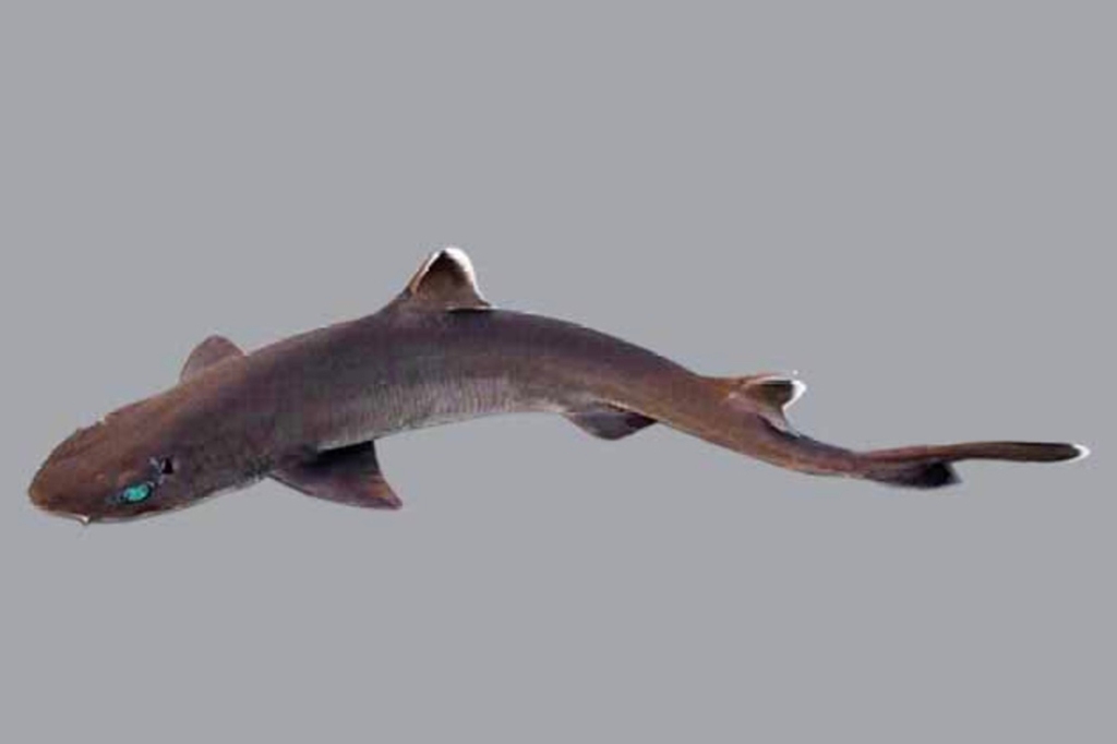 This fishing community is in debate over what sort of rare shark a fisherman in Australia recently reeled in.