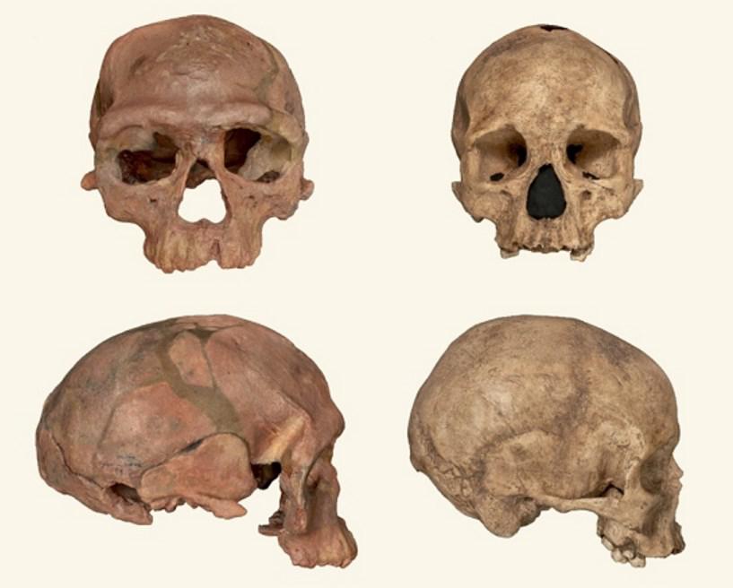 first humans